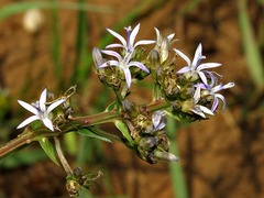 Wahlenbergia