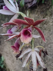Phaius