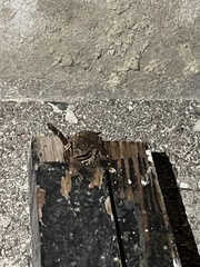 Eleutherodactylus coqui