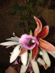 Phaius