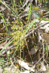 Drosera auriculata