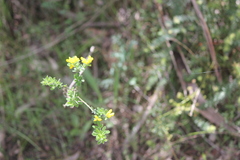 Genista monspessulana