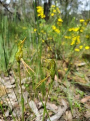 Pterostylis unicornis