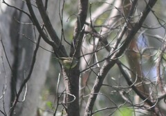 Sericornis frontalis