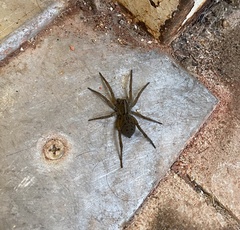 Lycosinae