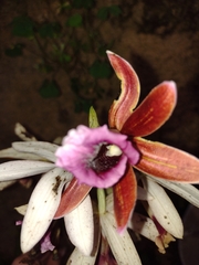 Phaius