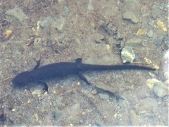 Calotriton asper