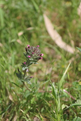 Parentucellia latifolia