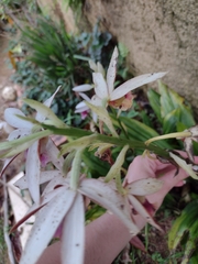Phaius