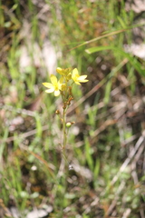 Bulbine bulbosa