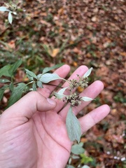 Pycnanthemum albescens