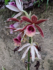 Phaius