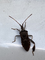 Leptoglossus corculus