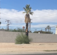 Washingtonia
