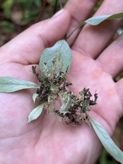Pycnanthemum albescens