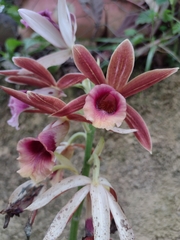 Phaius