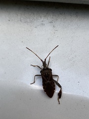 Leptoglossus corculus