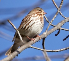 Passerella iliaca iliaca