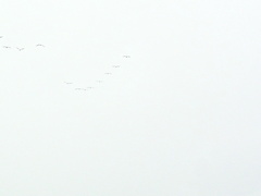 Pelecanus conspicillatus