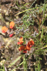 Dillwynia hispida