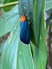 Apistosia judas