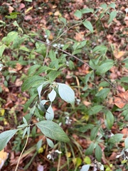 Pycnanthemum albescens