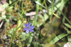 Chamaescilla corymbosa