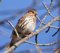 Passerella iliaca iliaca