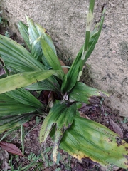 Phaius