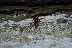 Dysdera