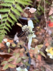 Pycnanthemum incanum