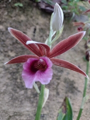 Phaius
