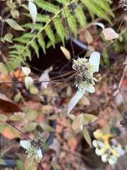 Pycnanthemum incanum