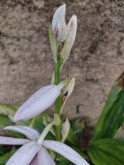 Phaius