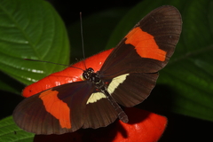 Heliconius