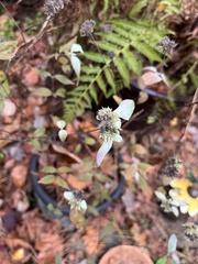 Pycnanthemum incanum