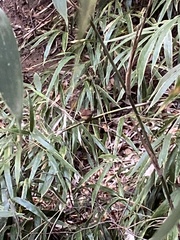Phyllostachys aureosulcata