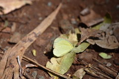 Eurema smilax