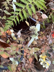 Pycnanthemum incanum