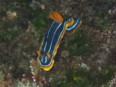 Chromodoris kuiteri