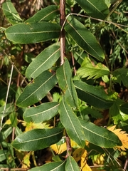 Salix triandra