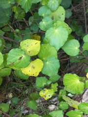 Piper excelsum excelsum