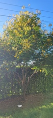 Handroanthus ochraceus