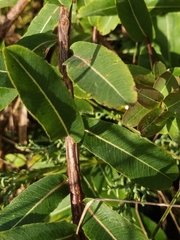 Salix triandra