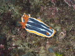 Chromodoris magnifica