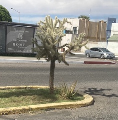 Cylindropuntia fulgida