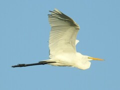 Ardea alba egretta