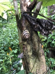 Caracolus marginella