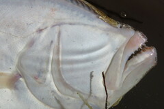 Paralichthys albigutta