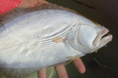 Paralichthys albigutta